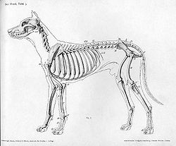 Dog Shoulder Anatomy