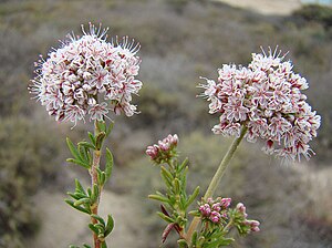 Eriogonum fasciculatum