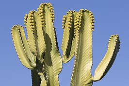 Euphorbia ingens