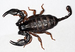 Euscorpius italicus