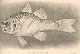 Apogon erythrinus