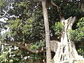 Ficus Magnolia détail des branches
