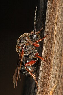 Галлова оса - семейство Cynipidae, Государственный парк Лисильвания, Вудбридж, Вирджиния.jpg