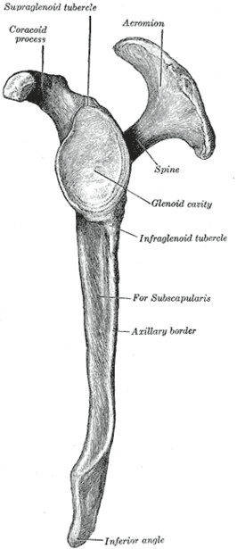 Tuberculum infraglenoidale