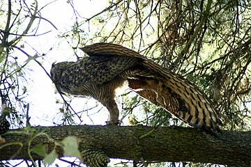 Калифорнијска буљина (B. v. pacificus)