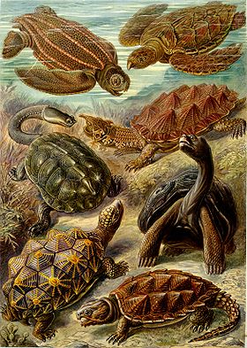 Prancha extraída do Kunstformen der Natur (1904) de Ernest Haeckel.