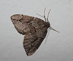 IKAl 20101222 Moth.jpg