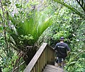 Der Kitekite Track steigt hinab zur Basis des Wasserfalls nach der Aussicht. Mit Nikau-Palme.