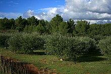 Quelques oliviers cultivés devant une pinède.