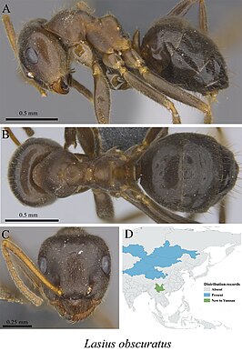 Lasius obscuratus