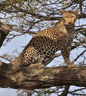 English: leopard standing in a tree in the cen...