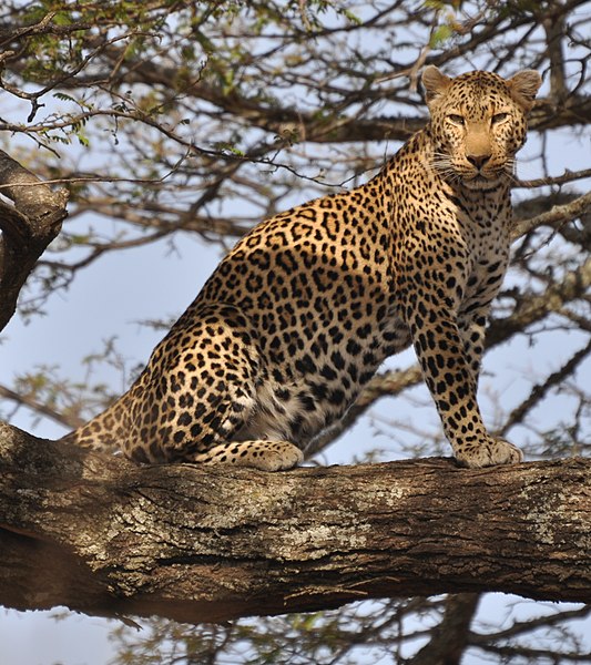 File:Leopard standing in tree 2.jpg