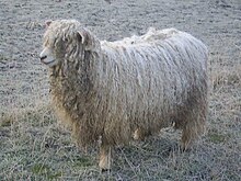 Lincoln Longwool ovce