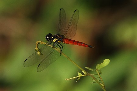 Lyriothemis tricolor (ആൺതുമ്പി)