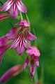 Gladiolus illyricus