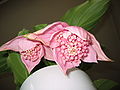Knospende Blüten der Medinilla magnifica (von unten aufgenommen)