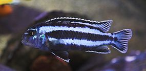 Melanochromis Cyaneorhabdos c02.jpg