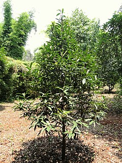 Description de l'image Michelia chartacea - Kunming Botanical Garden - DSC02906.jpg.