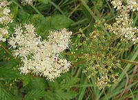 bloemen en vruchten