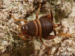 Skudru circenis (Myrmecophilus acervorum)