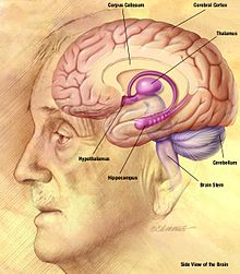 Drawing of the human brain, showing several important structures NIA human brain drawing.jpg