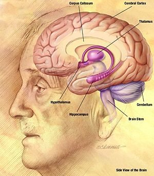 English: Drawing of the human brain, from the ...