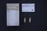 Miniatura para Plagiodontes dentatus