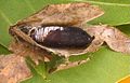 Pupa