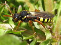 Miniatuurafbeelding voor de versie van 29 aug 2012 15:09