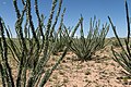 Ocotillo in the City of Rocks State Park's desert botanical garden