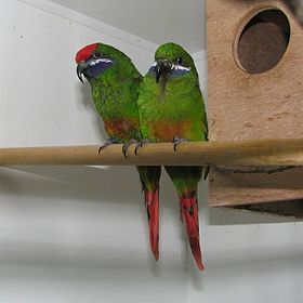 Macho de cabeça vermelha e fêmea de cabeça verde
