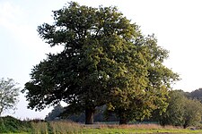 Een opmerkelijke olm