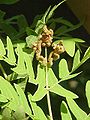 Osmunda regalis, détail des sporanges