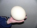 An Ostrich egg.