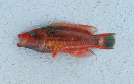 Oxycheilinus mentalis