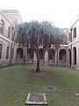 Tangkal cangkuana/"Pandanus furcatus" ti Dehradun, India]]