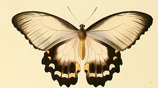 Papilio aegeus