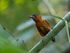 ♀ Picumnus rufiventris