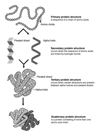 Eiwitstructuren. Aminozuur, alfa-helix, plated sheet=plaateiwit zoals β-plaat