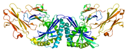 T-cell surface glycoprotein CD1a