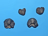 Teeth of Ptychodus sp. from Cretaceous of United States