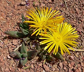 Rabiea albipuncta