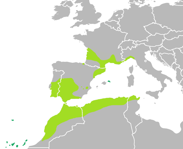 Distribución d' Hyla meridionalis en o mundo