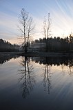 Amerikaanse ratelpopulier bij zonsondergang