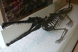 Скелет Rutiodon carolinensins