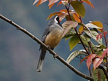 Le tangara fourchu (Thraupis bonariensis)