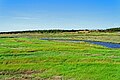 Salzwiese in Sankt Peter-Ording