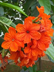 Cordia sebestena[англ.]