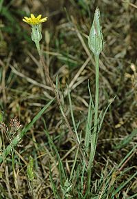 Scorzonera laciniata eF