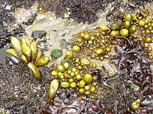 Sea grapes ("Halosaccion glandiforme"), found at Fitzgerald Marine Reserve, Moss Beach, California